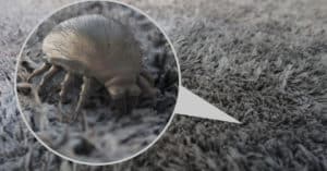 A 3D render of a dust mite in carpet.