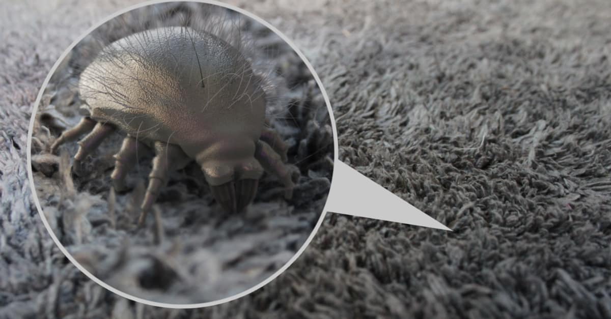 How to Prevent Dust Mites in Mattresses (2023) - Mattress Clarity
